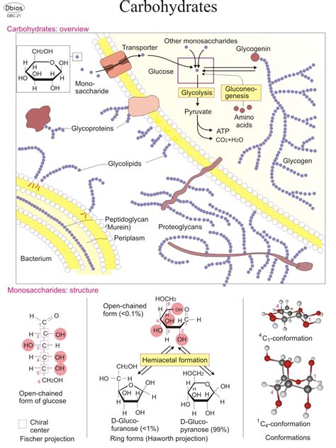 Biochemistry Charts – For Classes, Not Masses