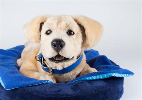 Meet Tombot, the robotic Labrador puppy designed to combat dementia