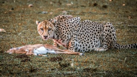 Wallpaper Cheetah hunting, deer dead 1920x1080 Full HD 2K Picture, Image