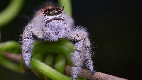 Jumping spiders: Facts about the cutest arachnids on the planet | Live ...