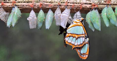 Chrysalis vs. Cocoon: What’s the Difference? - A-Z Animals