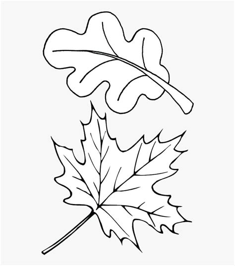 Leaf Outline Autumn Outlines Fall Clip Art Transparent - Fall Leaves ...