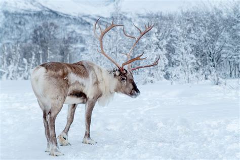 Meeting the Reindeer Herders of Lapland | Travel Blog