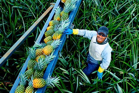 Pineapple Farmer Harvesting Pineapples Onto A Conveyor Belt In Costa ...