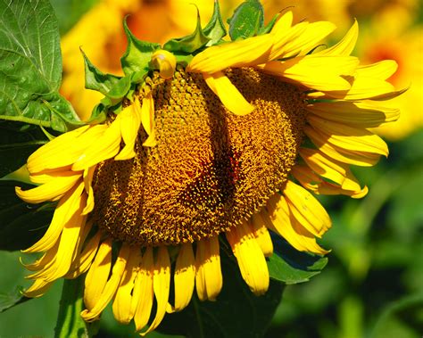 How to harvest sunflower seeds: get it right with our advice | Gardeningetc