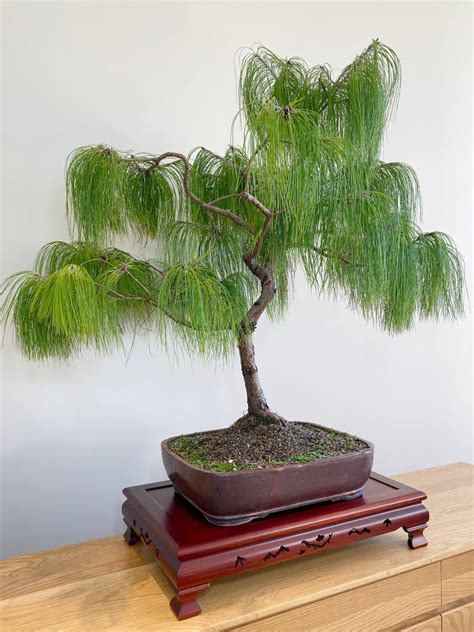 NZ PINE BONSAI - WEEPING MEXCIAN PINE (INFORMAL) – MiniGardens Bonsai NZ