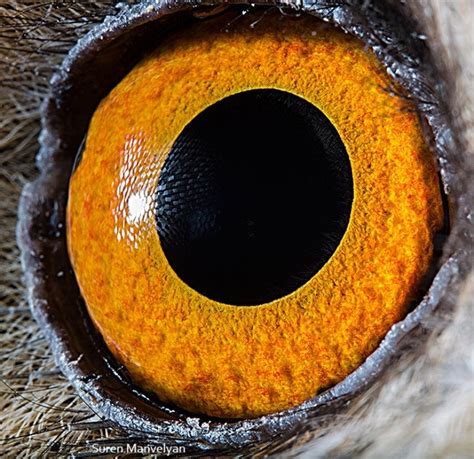 Macro Eye Photos Zoom in on Nature's Complexity | WIRED