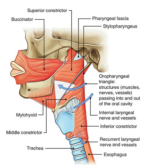 Constrictor muscles - quststeps