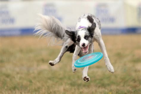 Tighten Up Your Dog's Fetch Game (or Just Have Fun with It) | The Dog ...