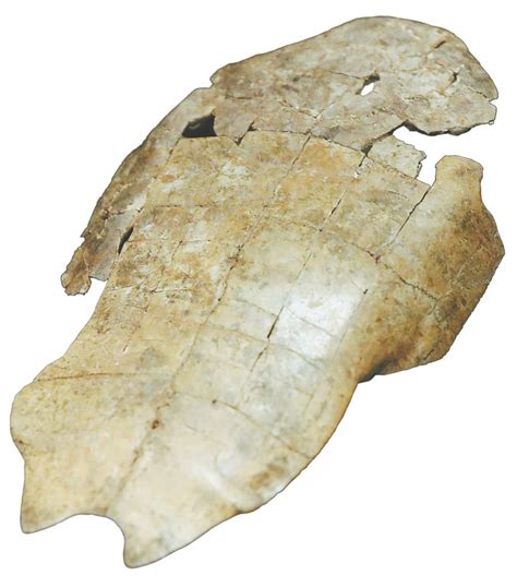 Oracle bones provide a glimpse into history - Chinadaily.com.cn