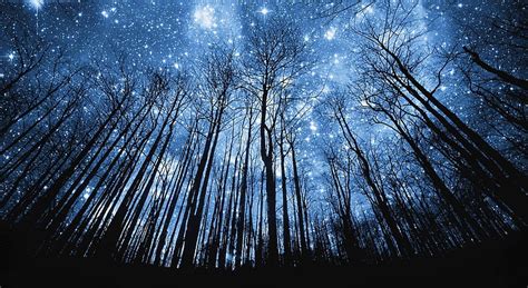 A Forest Of Stars HD Wallpaper, leafless tree, Nature, Forests ...