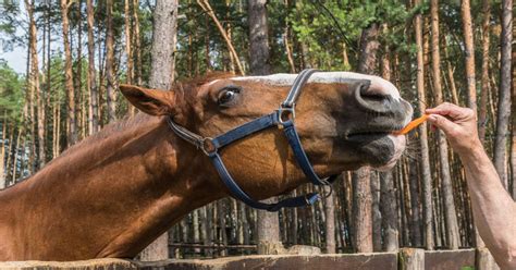 Recognising Common Deficiencies In Horses – Camelus