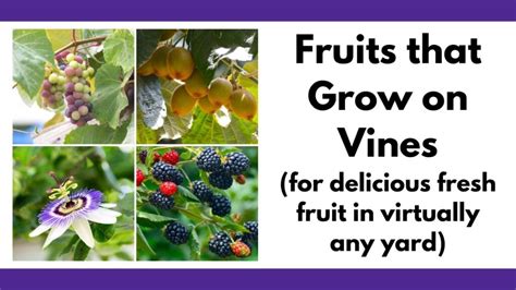 Vine Fruits And Vegetables