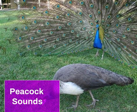 Peacock Call Sound Effect Free MP3 Download | Mingo Sounds