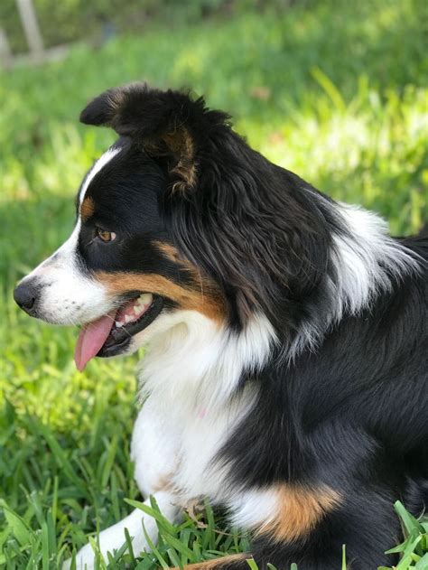 Australian Shepherd Colors Black – Warehouse of Ideas