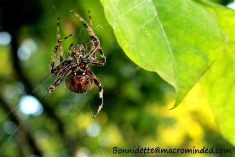 Spider Macro Photography: Photographing Spiders, how to photograph ...