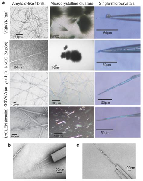 Amyloid fibrils and microcrystals.a, Electron micrographs of ...