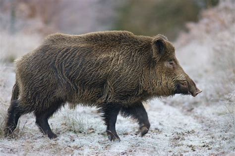 Wild Boar | Dangerous animals, Animals, Animals wild