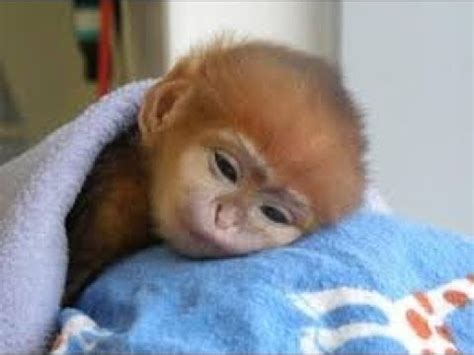 Cute Monkey Baby