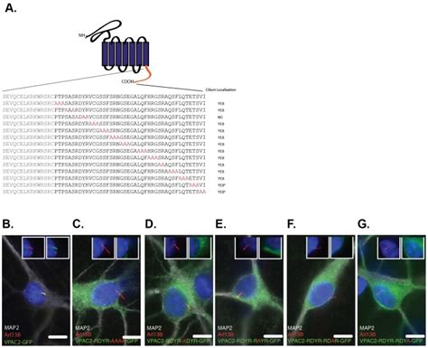 (A) Summary of the alanine-scanning mutagenesis performed for the last ...