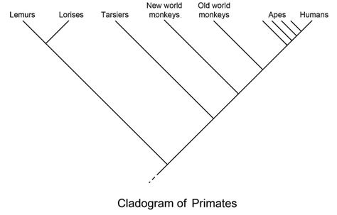 Divergent Evolution Diagram