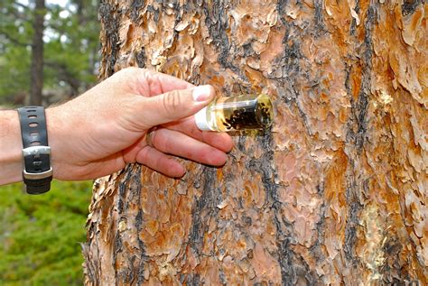 The Pine Beetle - Houston Tree Surgeons