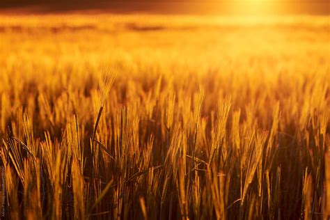 "Field Of Barley At Sunset" by Stocksy Contributor "Adrian P Young ...