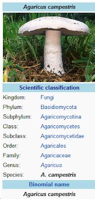 Learner, Reader, Writer: What on Earth is Taxonomy?