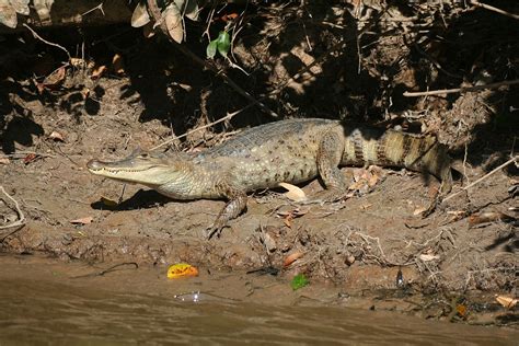 Spectacled Caiman Facts and Pictures