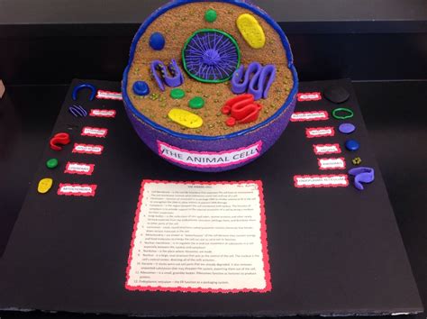 How To Make A 3D Animal Cell Model