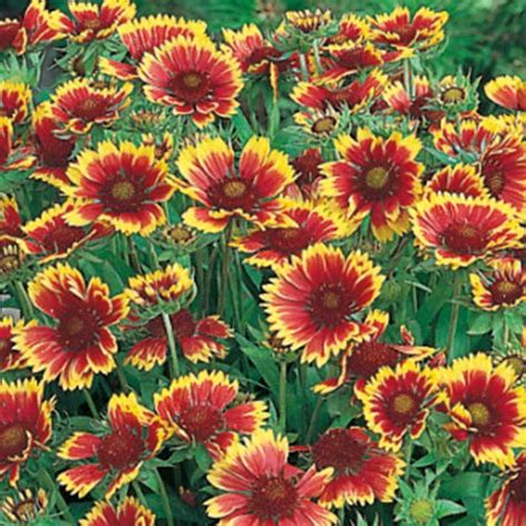 30 GAILLARDIA DWARF GOBLIN SEEDS HARDY PERENNIAL PLANT | eBay