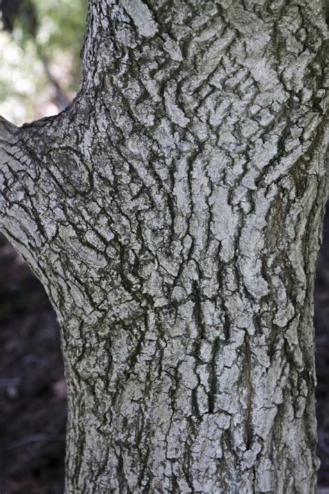 Shantung Maple Tree Bark | ClipPix ETC: Educational Photos for Students ...