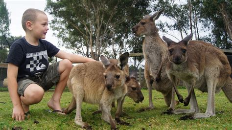 Kangaroo Feeding - Hunter Valley Wildlife Park