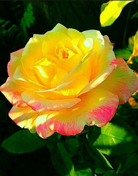 a yellow and pink rose with green leaves