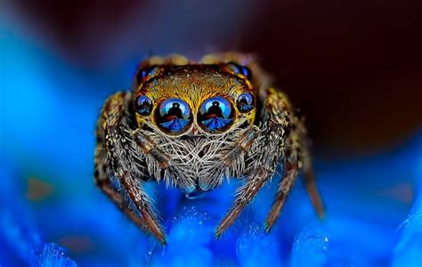 Mesmerizing (or Terrifying?) Macro Photos of Spiders Staring Straight ...