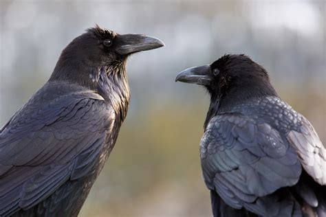 Common Raven - Gates Of The Arctic National Park & Preserve (U.S ...