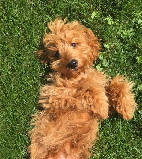 Petite Goldendoodle Puppy so adorable...xo | Cute puppies, Dogs ...