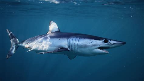 Cartilaginous fish: habitat, types and characteristics