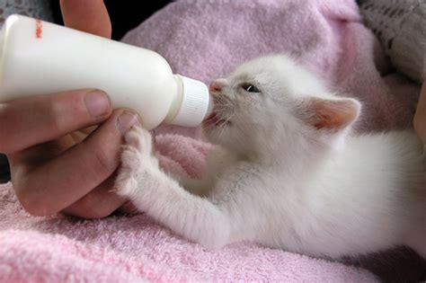 Bottle Feeding Kittens – SNAP Cats