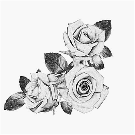 Free Black And White Rose Drawing, Download Free Black And White Rose ...