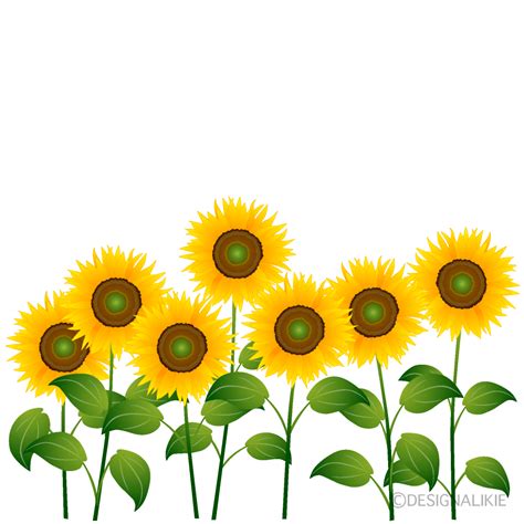 Many Sunflowers Clip Art Free PNG Image｜Illustoon