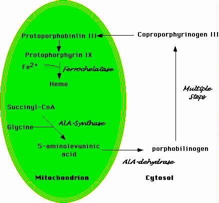 SIDEROBLASTIC ANEMIAS