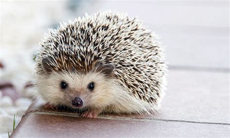 European Hedgehog Facts, Habitat, Diet, Life Cycle, Baby, Pictures