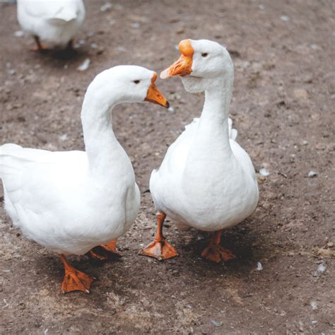 Pekin Duck | Hope Zoo