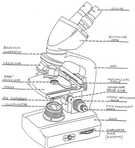 Blank Diagram Of Microscope 5022 | The Best Porn Website