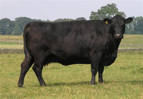 Aberdeen Angus | The Cattle Site | Aberdeen angus, Breeds, Cattle