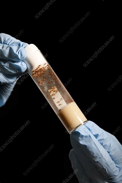 Laboratory fruit fly research - Stock Image - C048/2325 - Science Photo ...