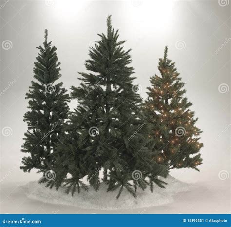 Evergreen christmas trees stock image. Image of star - 15399551