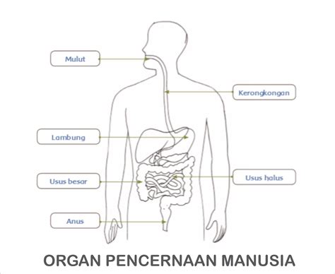 Urutan Sistem Pencernaan Yang Benar Dimulai Dari Mulut Adalah - Homecare24