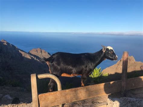 Hiking in La Gomera Why You'll Want to Do a 7-Day Self-Guided Hike